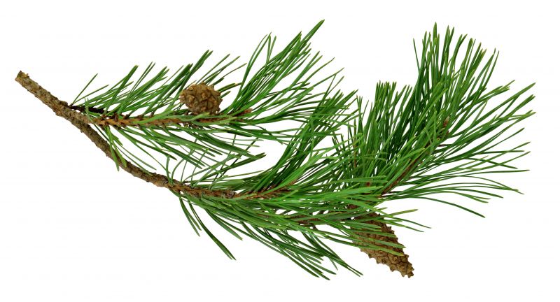 Pine Needles Delivery detail