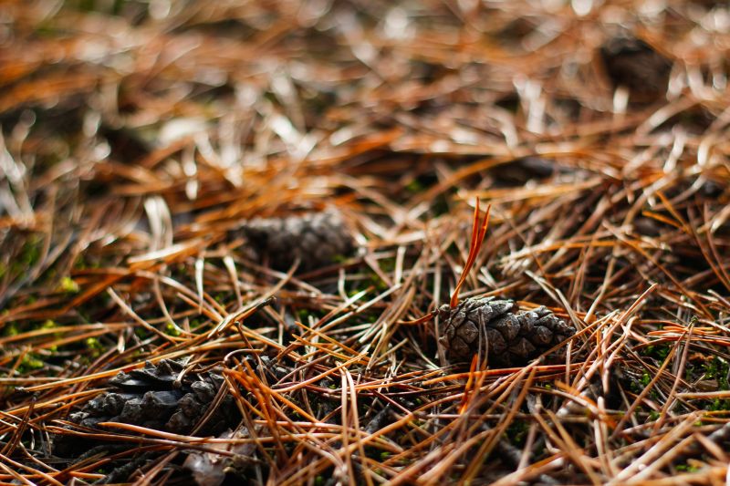 Pine Needles Delivery detail